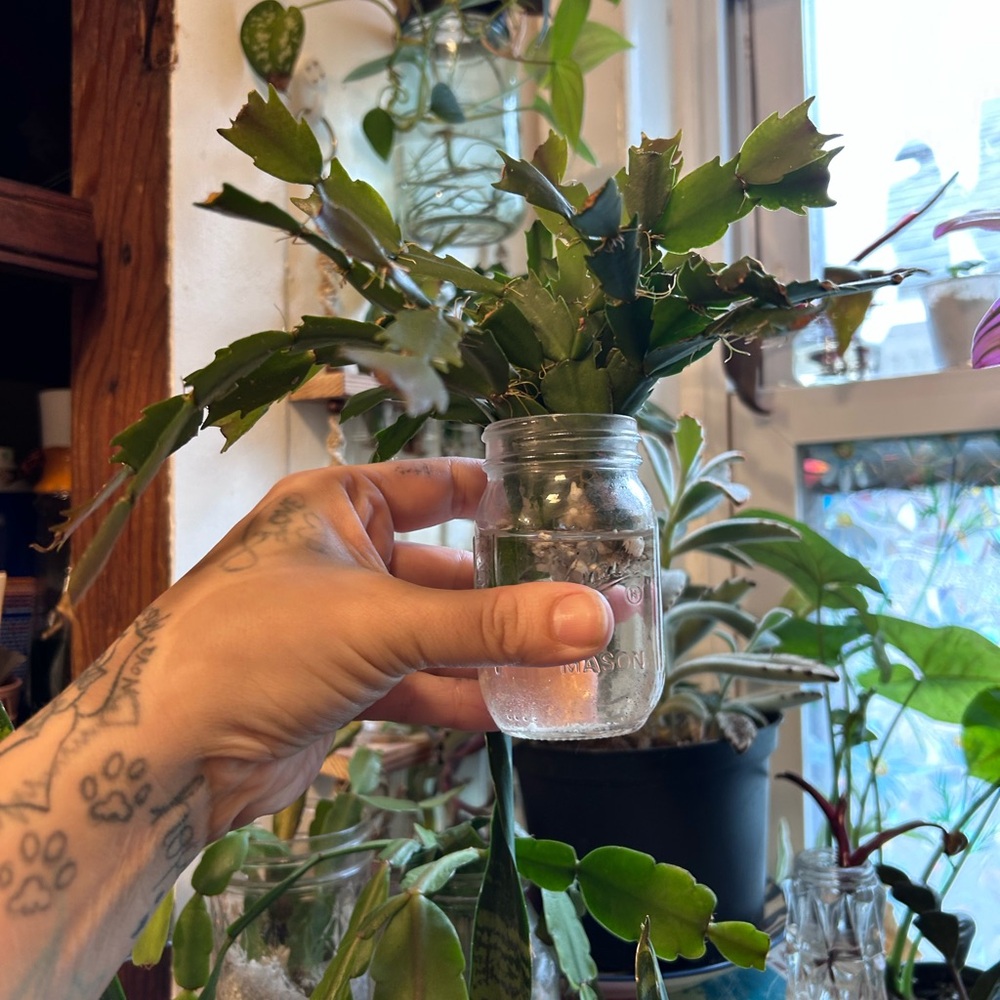Thanksgiving cactus starter plants